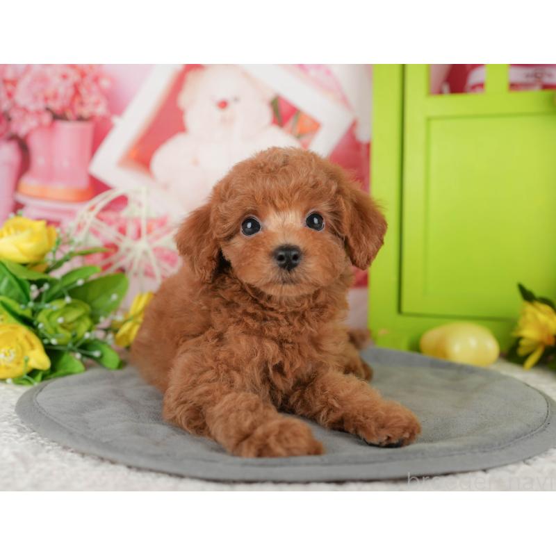 販売中の千葉県のトイプードル-433588の9枚目