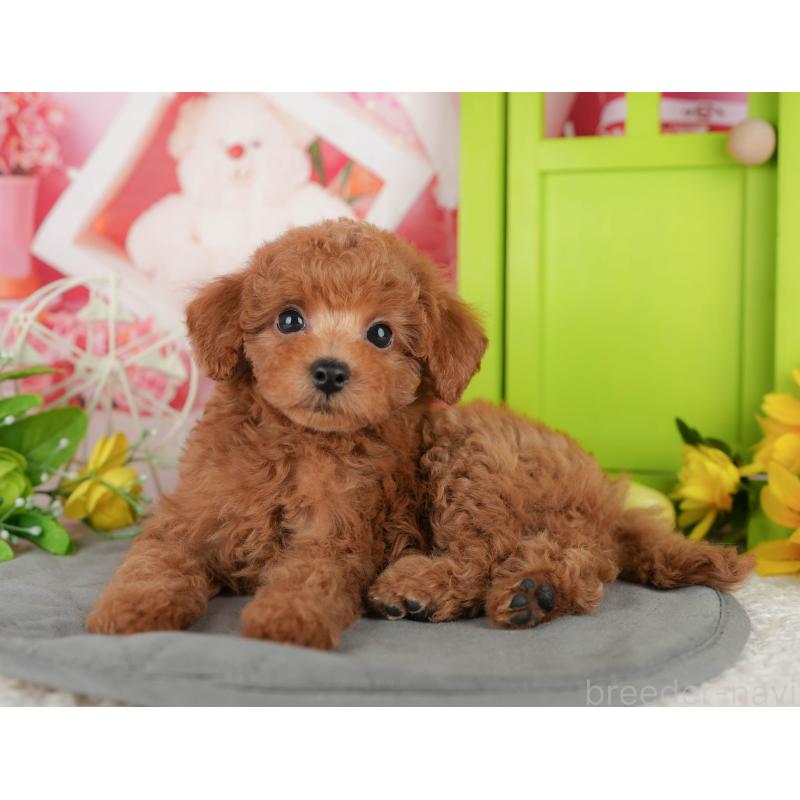 販売中の千葉県のトイプードル-433588の8枚目