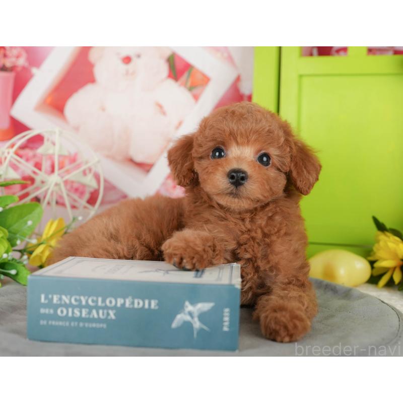 販売中の千葉県のトイプードル-433588の7枚目