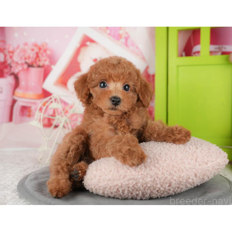 販売中の千葉県のトイプードル-433588の6枚目