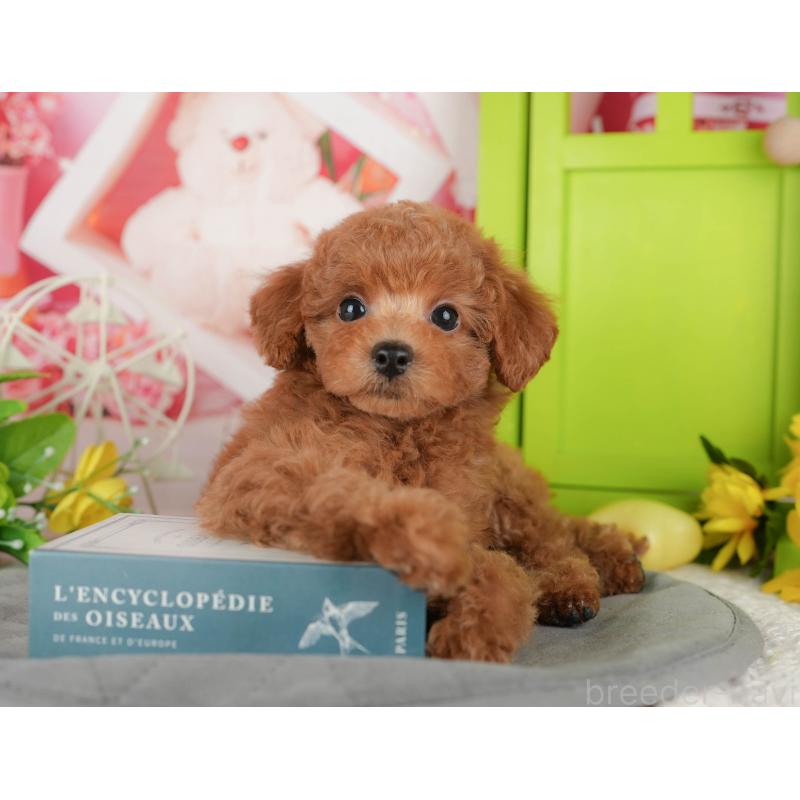 販売中の千葉県のトイプードル-433588の5枚目