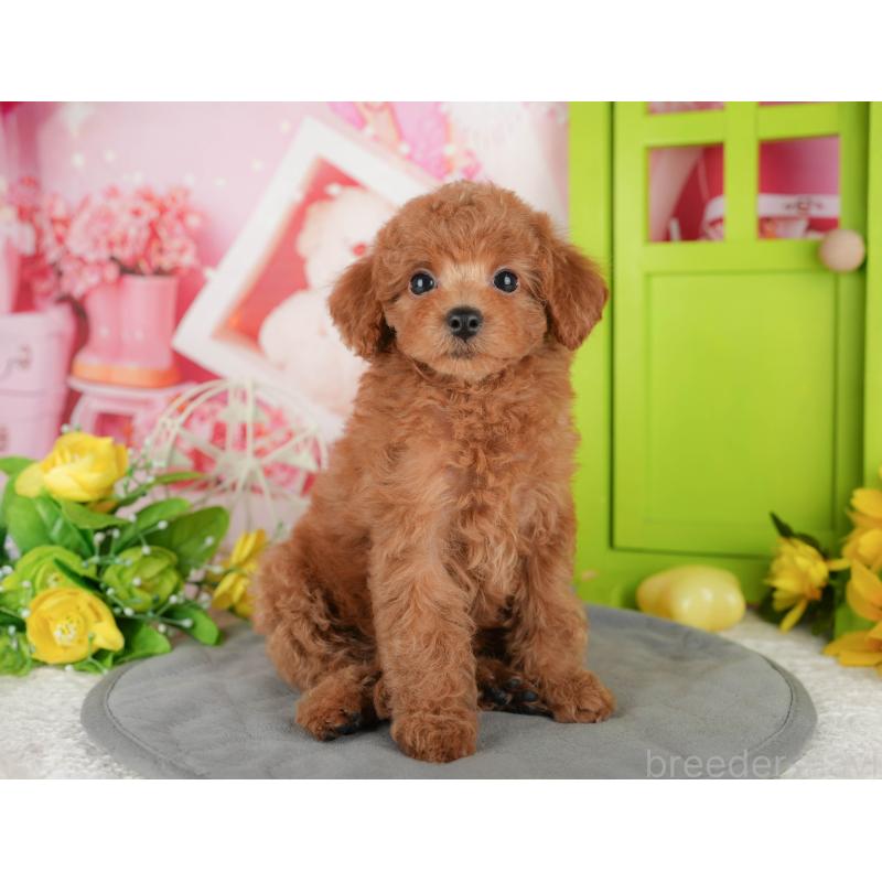 販売中の千葉県のトイプードル-433588の4枚目