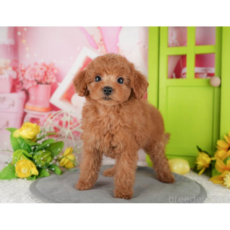 販売中の千葉県のトイプードル-433588の2枚目