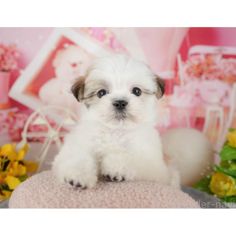 販売中の千葉県のマルシーズー:マルチーズ×シーズー-433584の1枚目