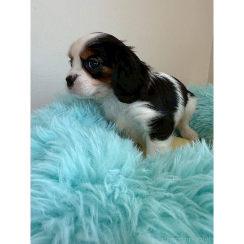 販売中の福岡県のキャバリアキングチャールズスパニエル-427551の5枚目