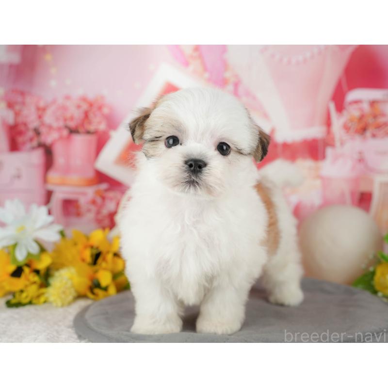 販売中の千葉県のマルシーズー:マルチーズ×シーズー-433584の8枚目