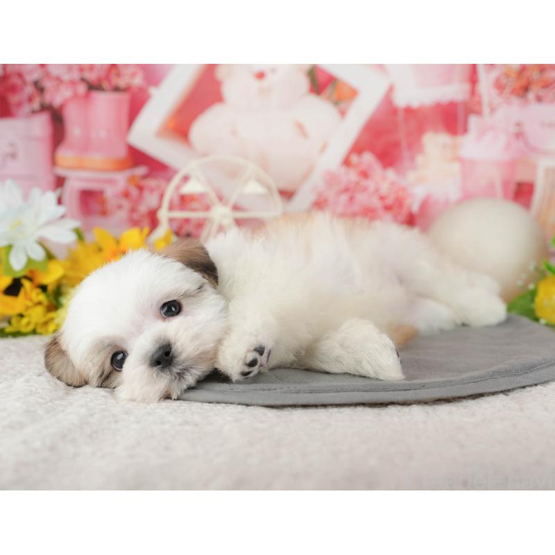 販売中の千葉県のマルシーズー:マルチーズ×シーズー-433584の7枚目