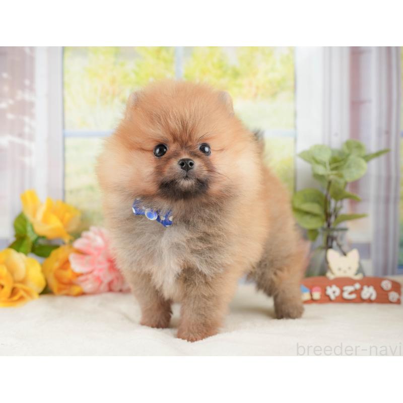 販売中の神奈川県のポメラニアン-433027の11枚目