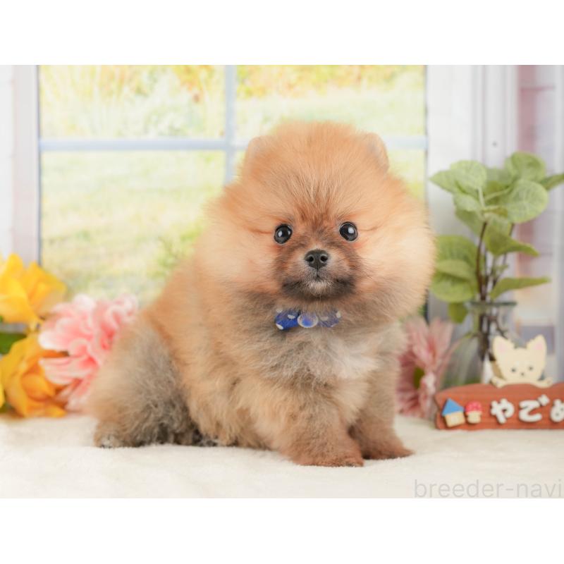 販売中の神奈川県のポメラニアン-433027の9枚目