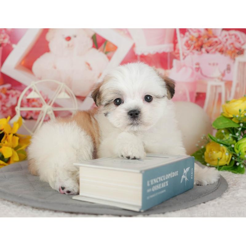 販売中の千葉県のマルシーズー:マルチーズ×シーズー-433584の3枚目