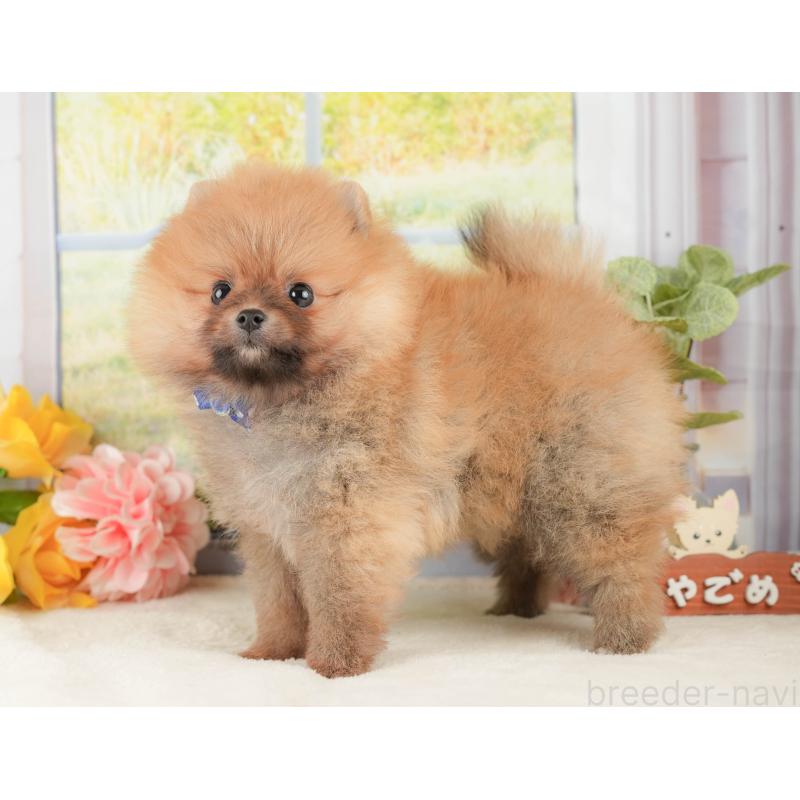 販売中の神奈川県のポメラニアン-433027の7枚目