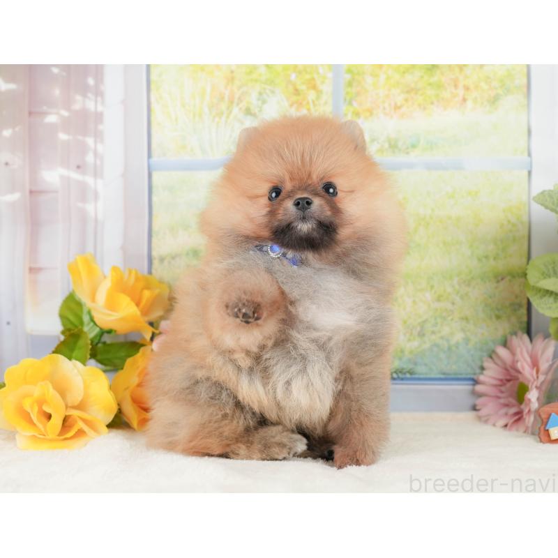 販売中の神奈川県のポメラニアン-433027の6枚目