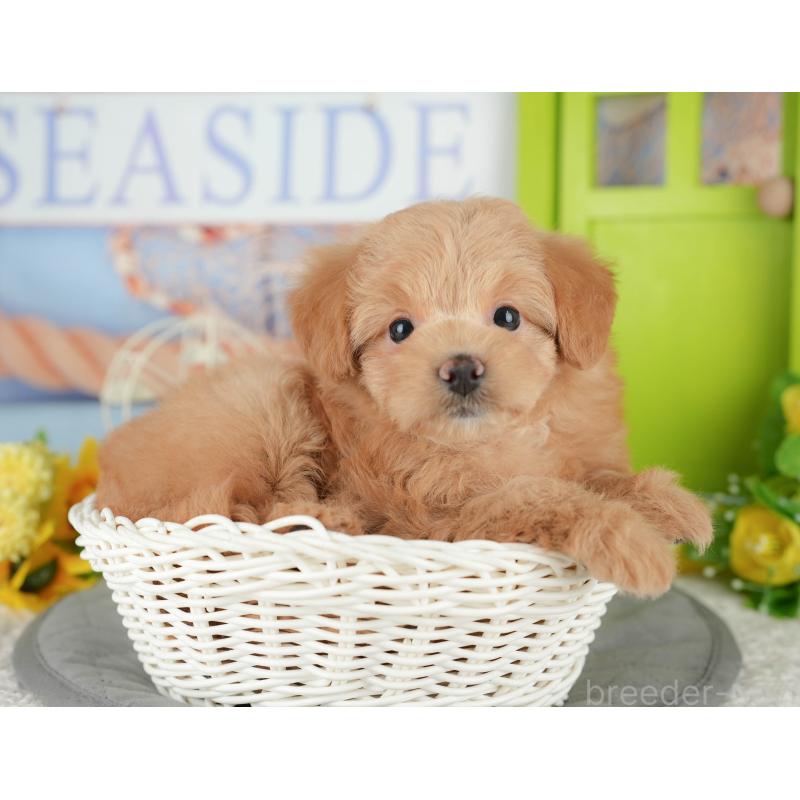 販売中の千葉県のポメプー:ポメラニアン×トイプードル-433582の11枚目