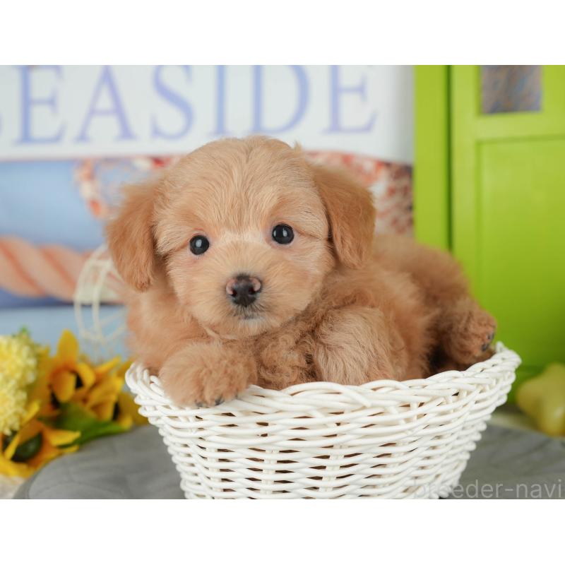 販売中の千葉県のポメプー:ポメラニアン×トイプードル-433582の10枚目