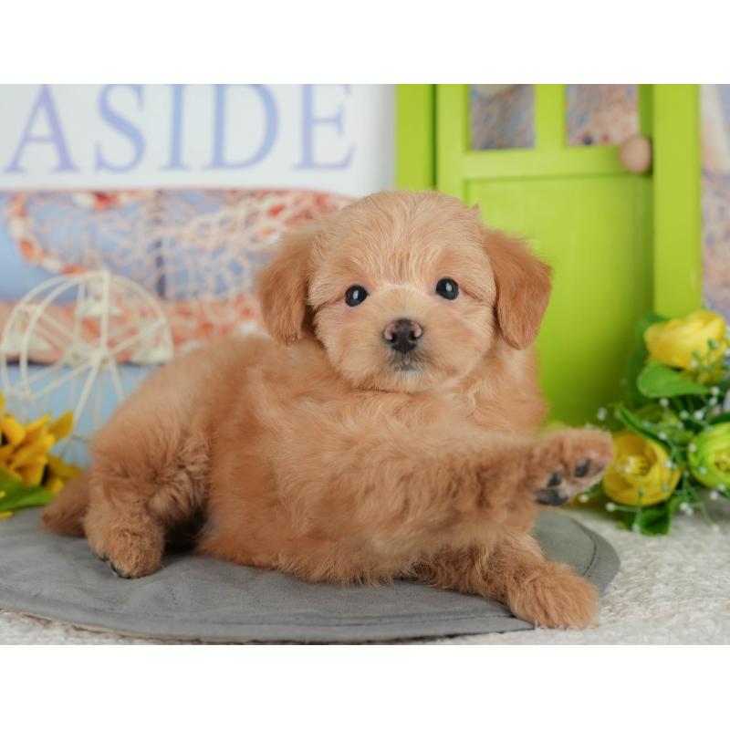 販売中の千葉県のポメプー:ポメラニアン×トイプードル-433582の9枚目