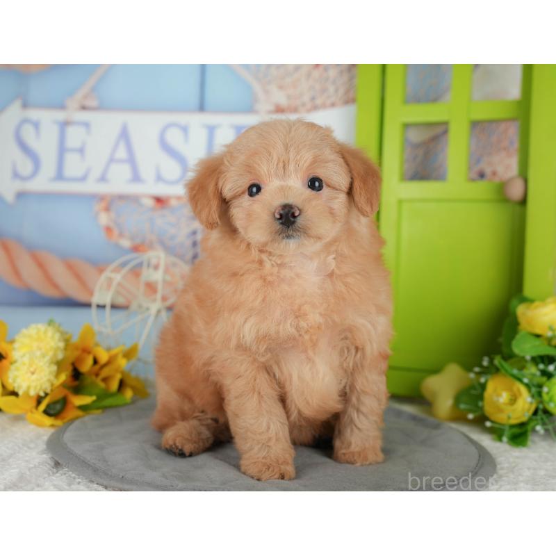 販売中の千葉県のポメプー:ポメラニアン×トイプードル-433582の8枚目