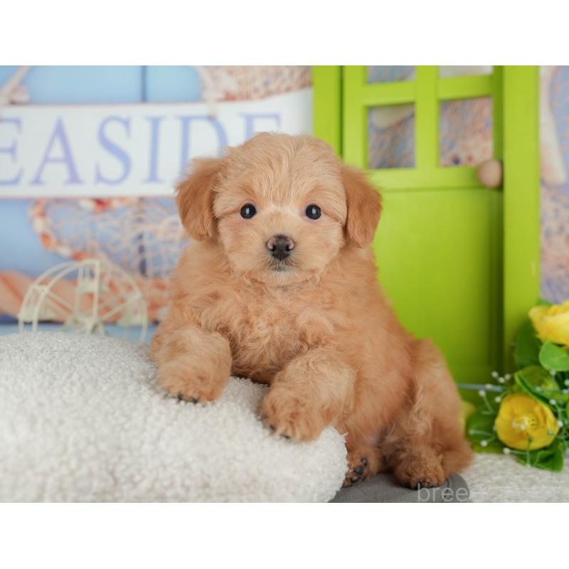 販売中の千葉県のポメプー:ポメラニアン×トイプードル-433582の7枚目