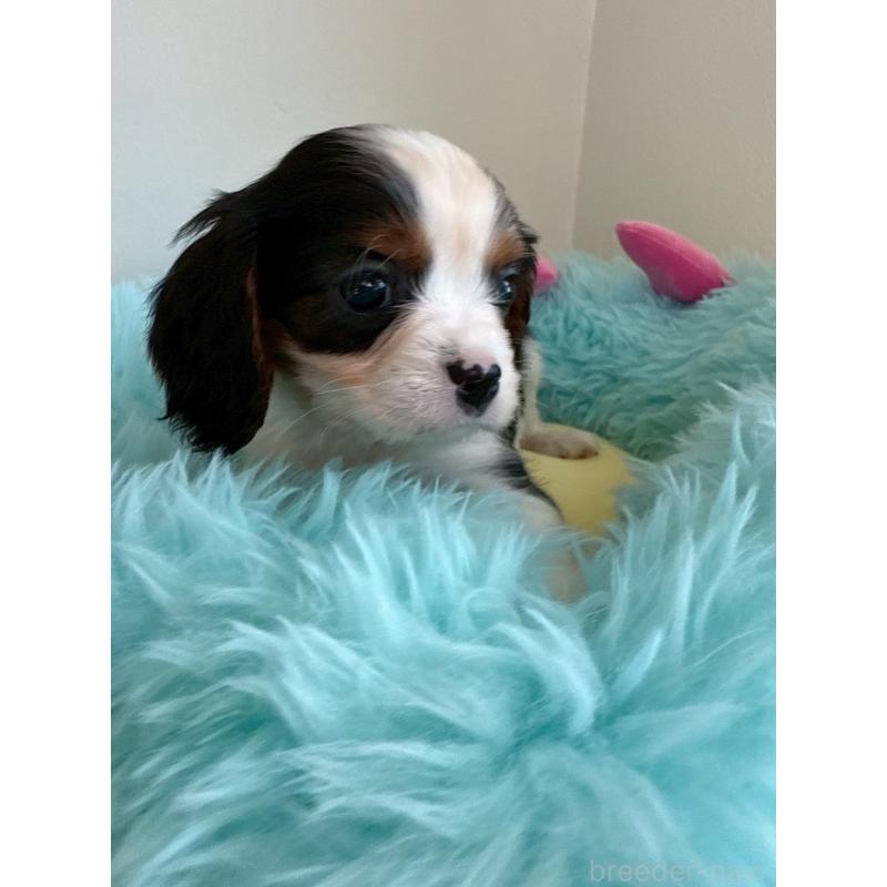 成約済の福岡県のキャバリアキングチャールズスパニエル-427542の2枚目