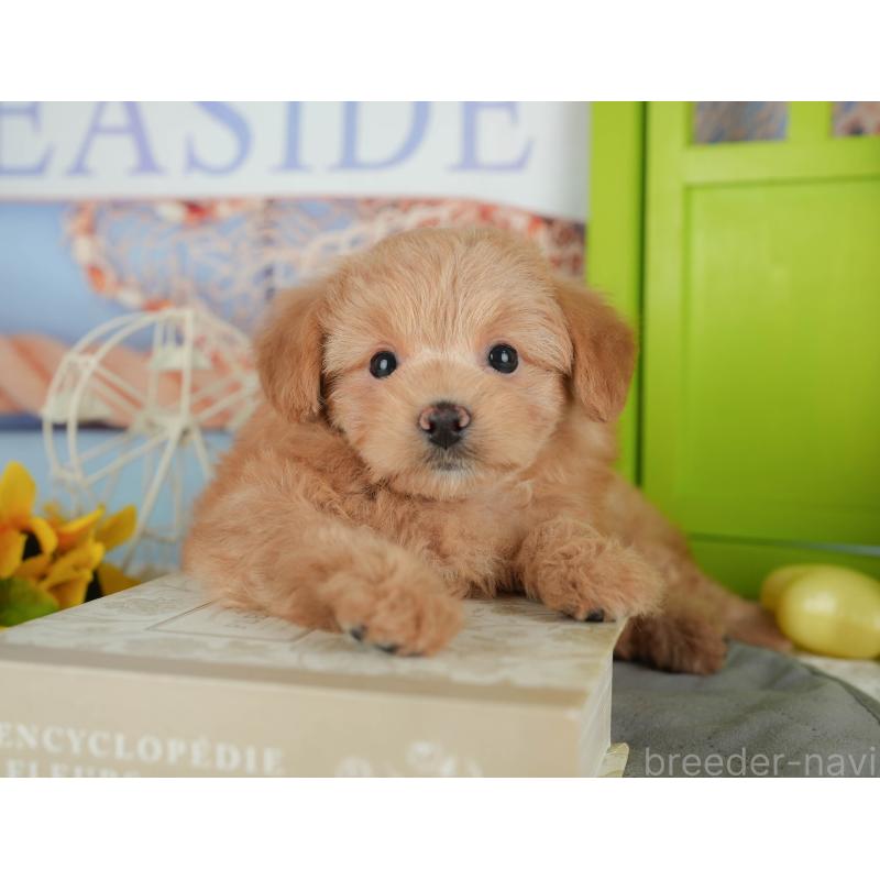 販売中の千葉県のポメプー:ポメラニアン×トイプードル-433582の6枚目