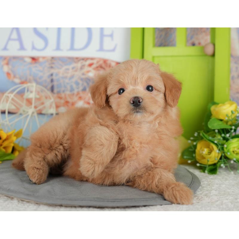 販売中の千葉県のポメプー:ポメラニアン×トイプードル-433582の5枚目