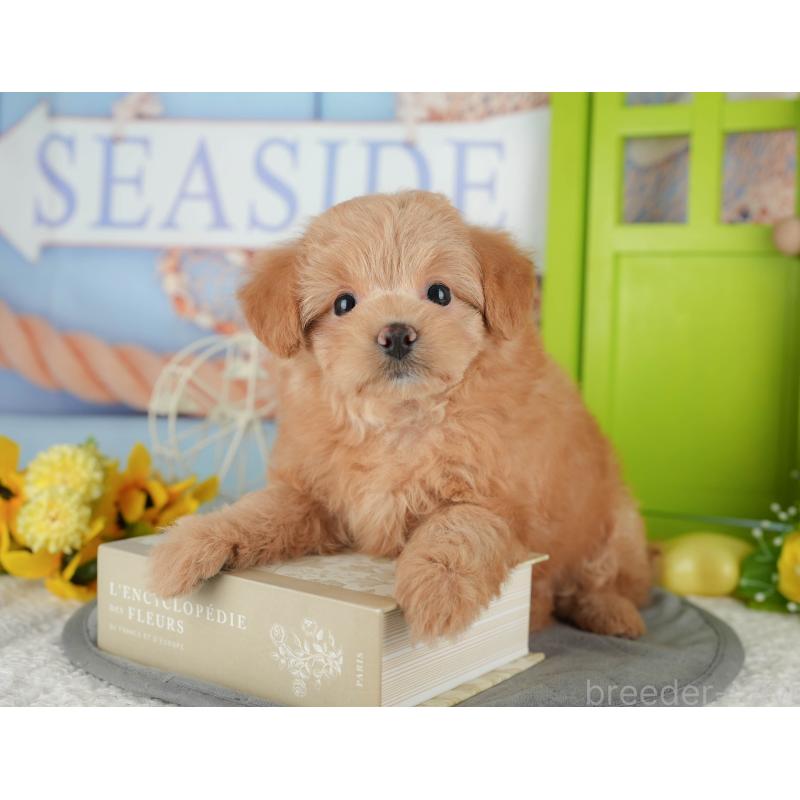 販売中の千葉県のポメプー:ポメラニアン×トイプードル-433582の4枚目