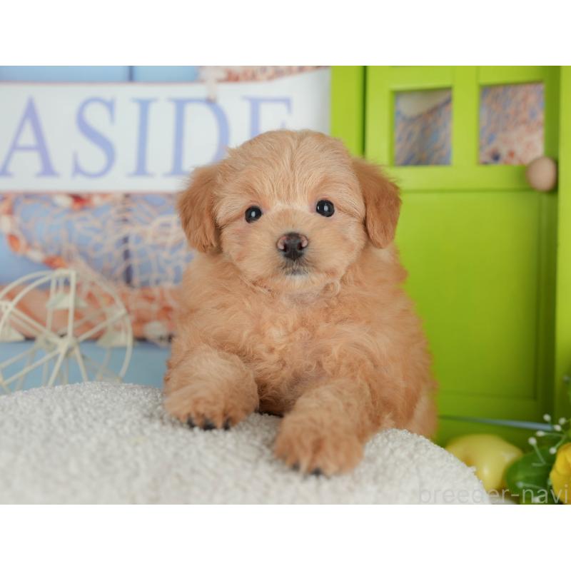 販売中の千葉県のポメプー:ポメラニアン×トイプードル-433582の3枚目