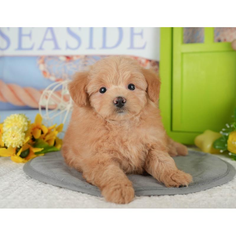 販売中の千葉県のポメプー:ポメラニアン×トイプードル-433582の2枚目