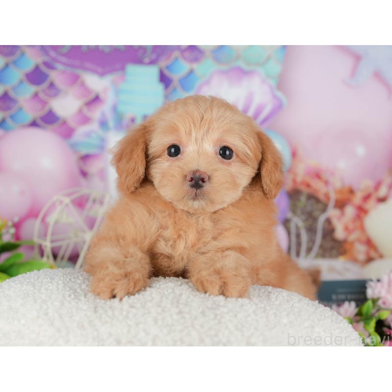 販売中の千葉県のポメプー:ポメラニアン×トイプードル-433578