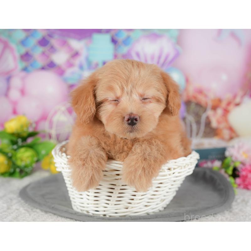 販売中の千葉県のポメプー:ポメラニアン×トイプードル-433578の10枚目