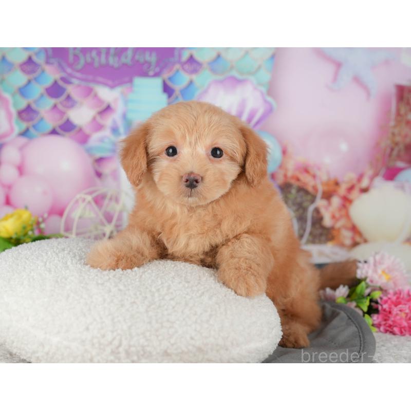 販売中の千葉県のポメプー:ポメラニアン×トイプードル-433578の8枚目