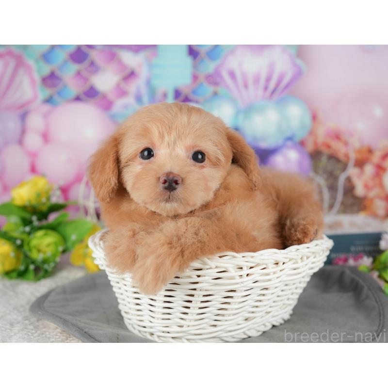 販売中の千葉県のポメプー:ポメラニアン×トイプードル-433578の7枚目