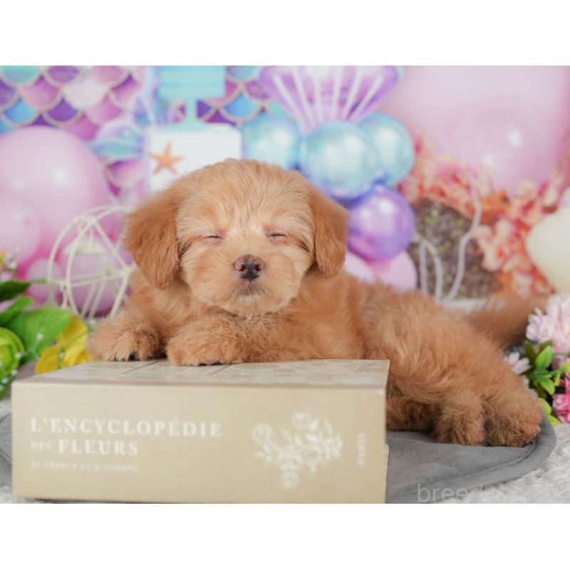 販売中の千葉県のポメプー:ポメラニアン×トイプードル-433578の4枚目