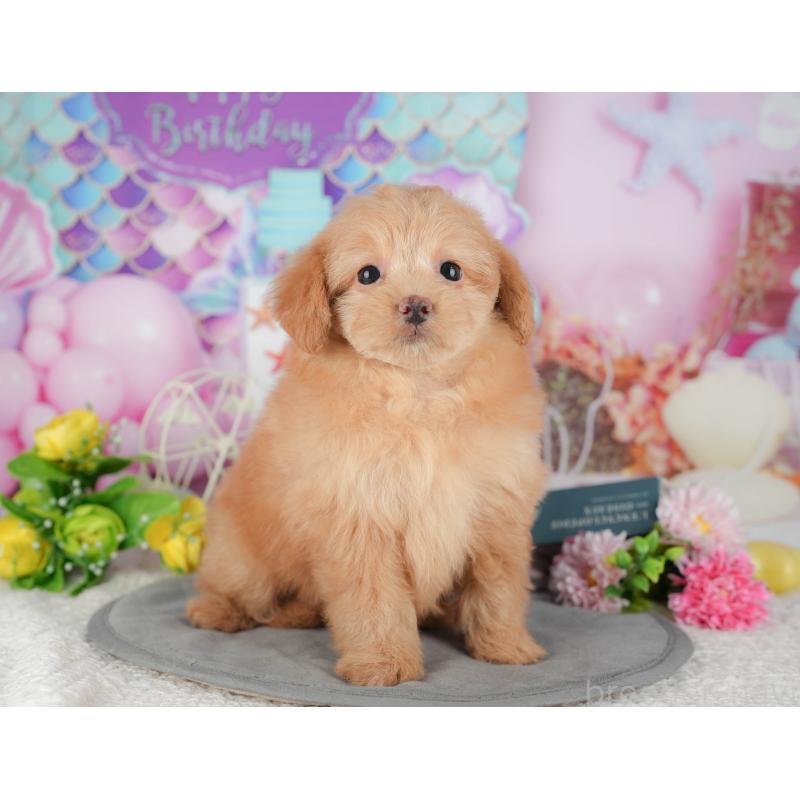 販売中の千葉県のポメプー:ポメラニアン×トイプードル-433578の3枚目