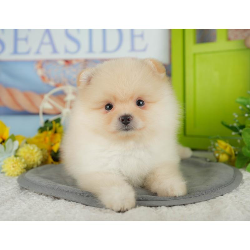 販売中の千葉県のポメラニアン-433575