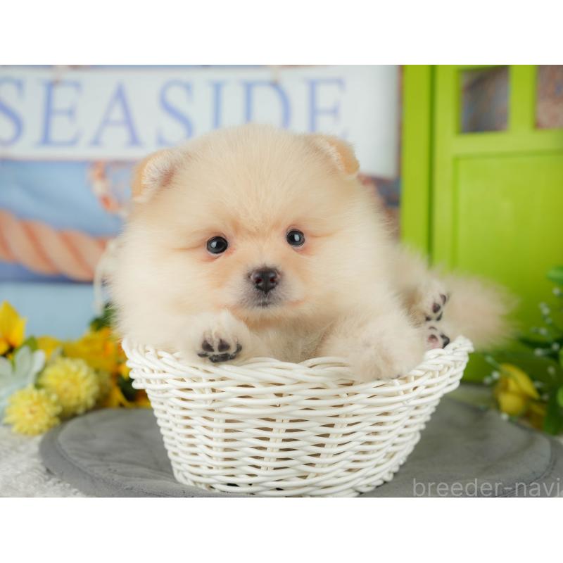 販売中の千葉県のポメラニアン-433575の8枚目