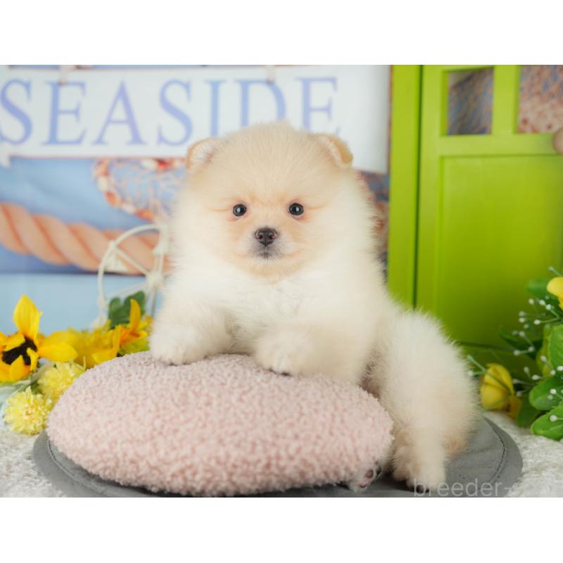 販売中の千葉県のポメラニアン-433575の7枚目