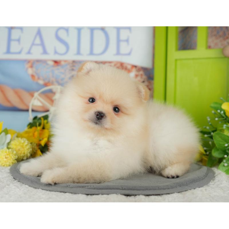 販売中の千葉県のポメラニアン-433575の6枚目