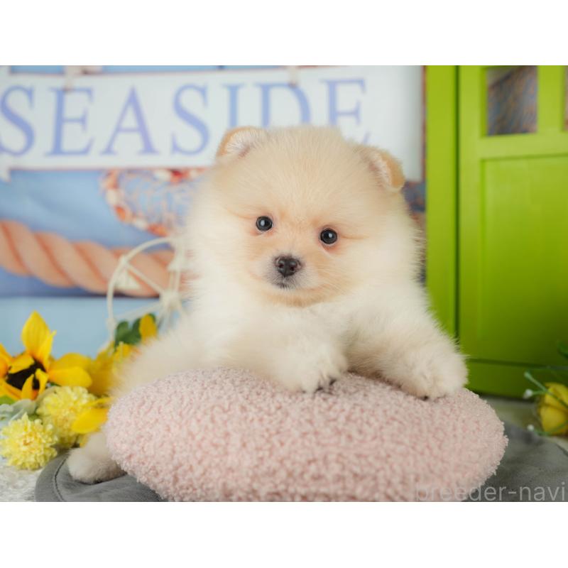 販売中の千葉県のポメラニアン-433575の4枚目