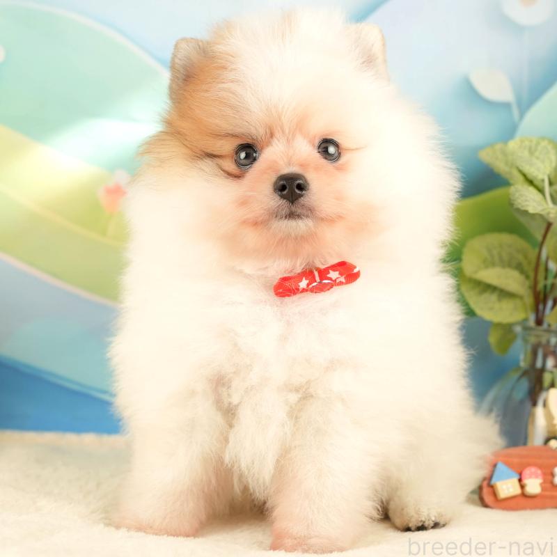 販売中の神奈川県のポメラニアン-433029