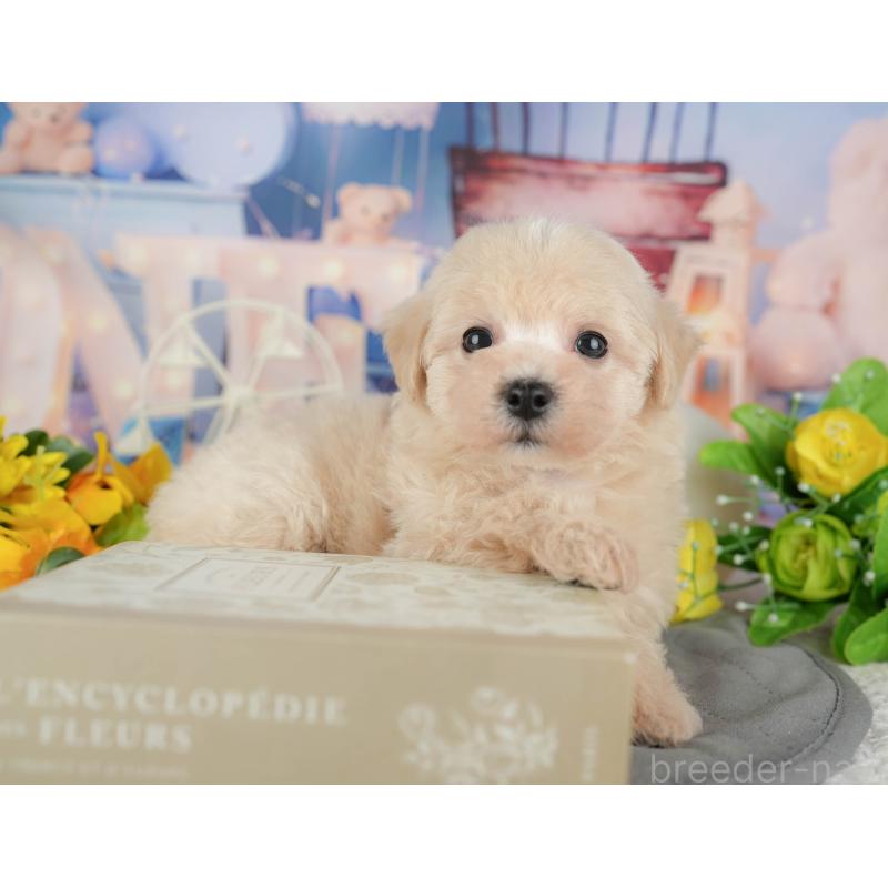 販売中の千葉県のマルプー:マルチーズ×トイプードル-433573の9枚目