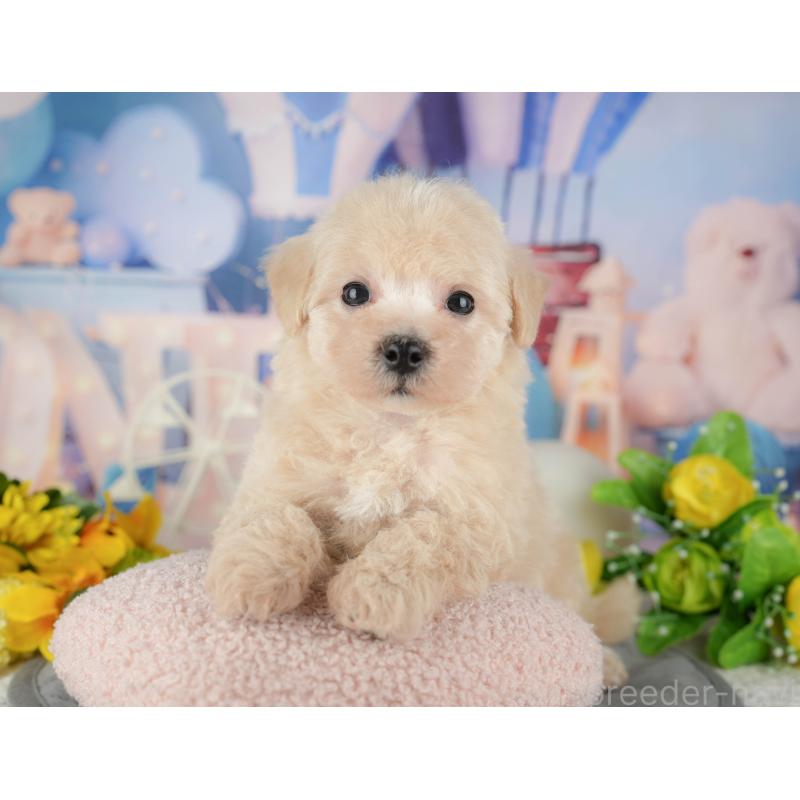 販売中の千葉県のマルプー:マルチーズ×トイプードル-433573の8枚目