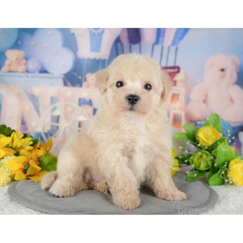 販売中の千葉県のマルプー:マルチーズ×トイプードル-433573の7枚目