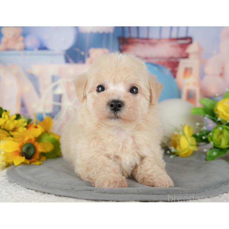 販売中の千葉県のマルプー:マルチーズ×トイプードル-433573の6枚目