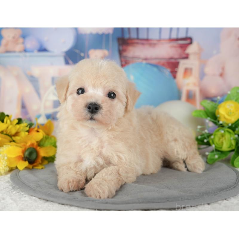 販売中の千葉県のマルプー:マルチーズ×トイプードル-433573の5枚目