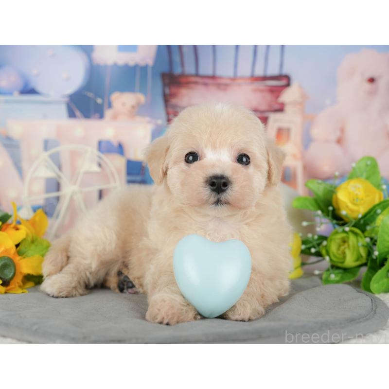 販売中の千葉県のマルプー:マルチーズ×トイプードル-433573の4枚目