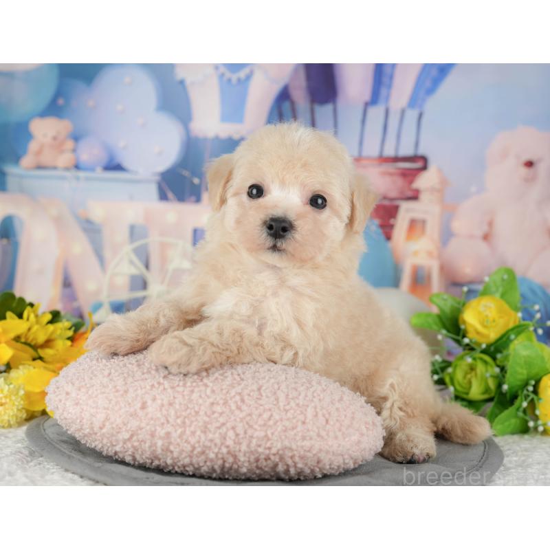 販売中の千葉県のマルプー:マルチーズ×トイプードル-433573の3枚目