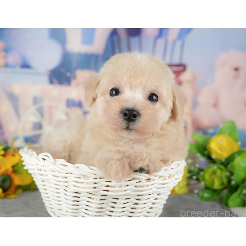 販売中の千葉県のマルプー:マルチーズ×トイプードル-433573の2枚目