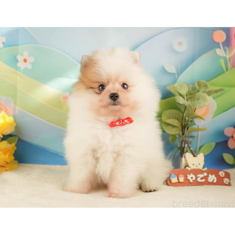 販売中の神奈川県のポメラニアン-433029の11枚目