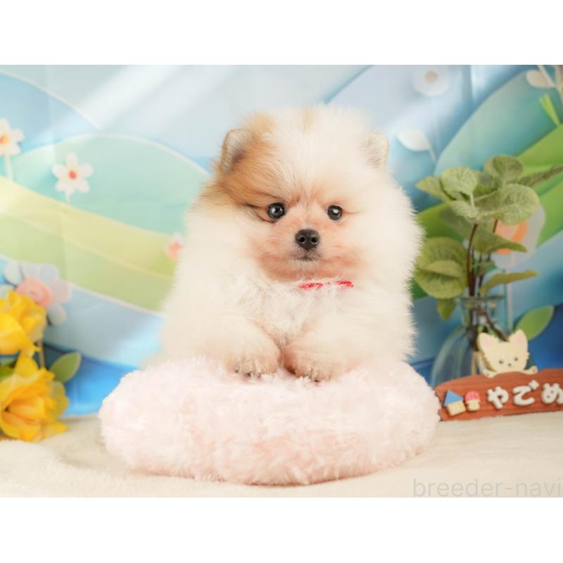 販売中の神奈川県のポメラニアン-433029の10枚目