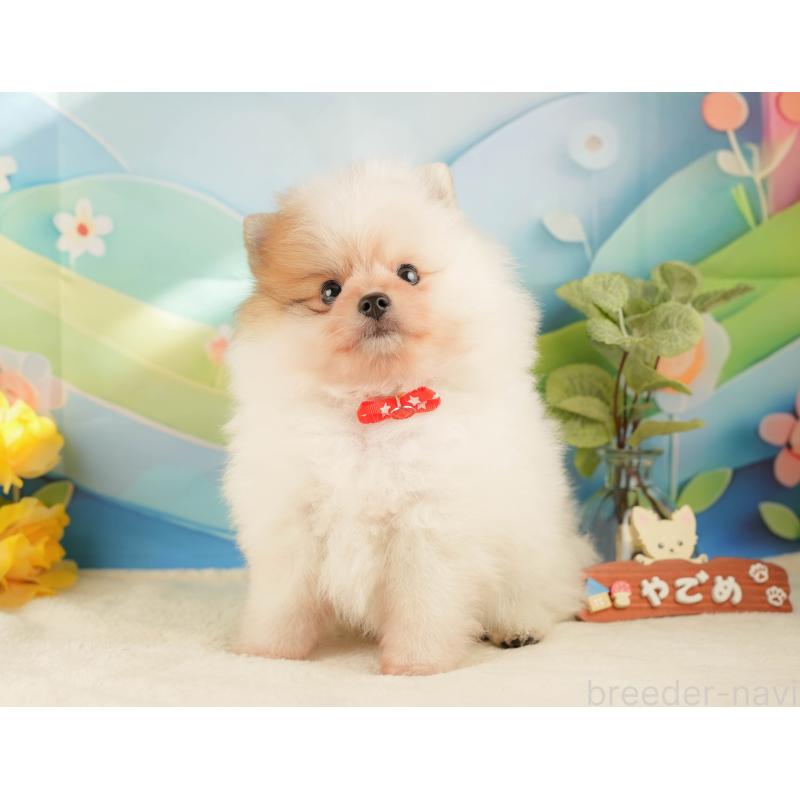 販売中の神奈川県のポメラニアン-433029の9枚目